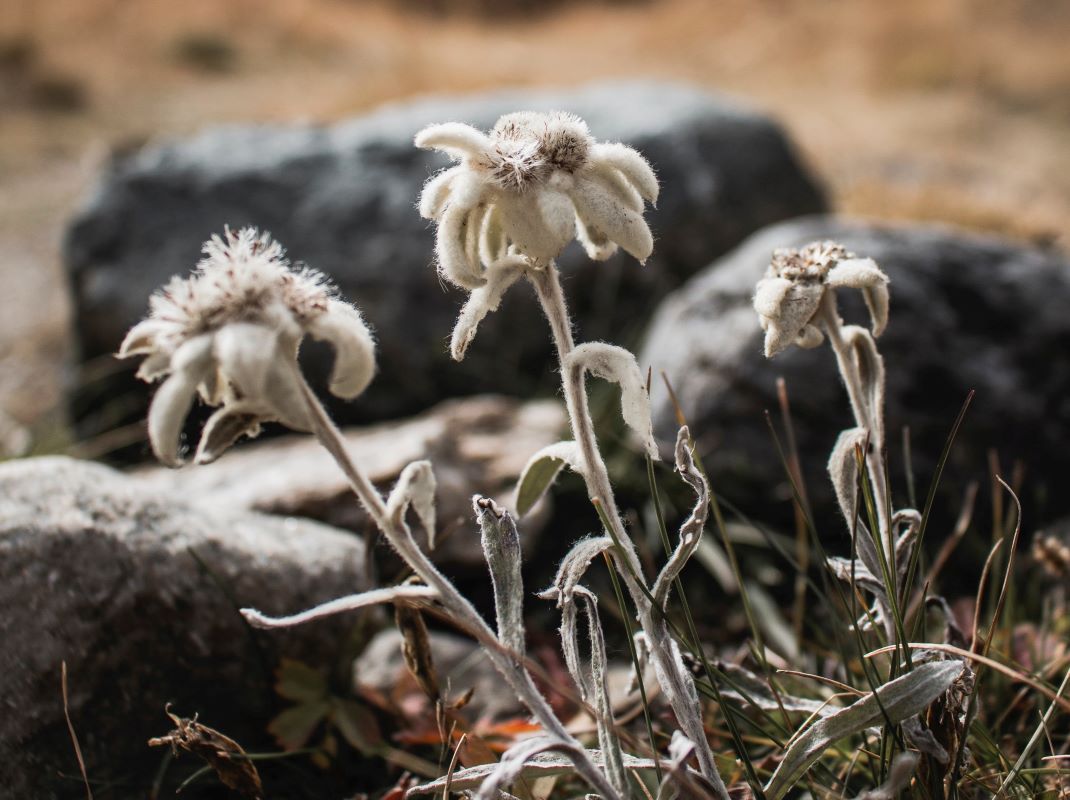5 Hal Tentang Bunga Edelweiss Yang Tak Bisa Dipetik Sembarangan